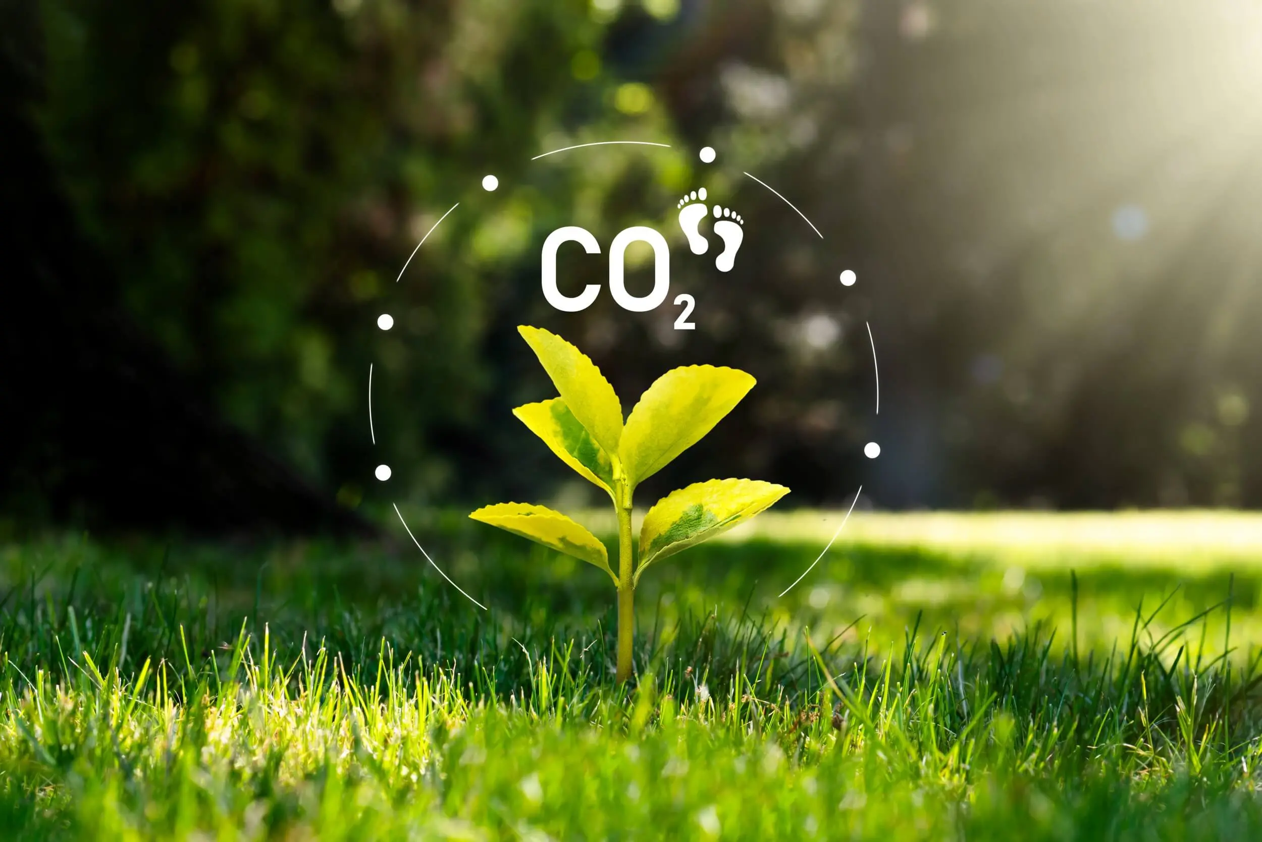 Reducir la huella de carbono de tu empresa es posible